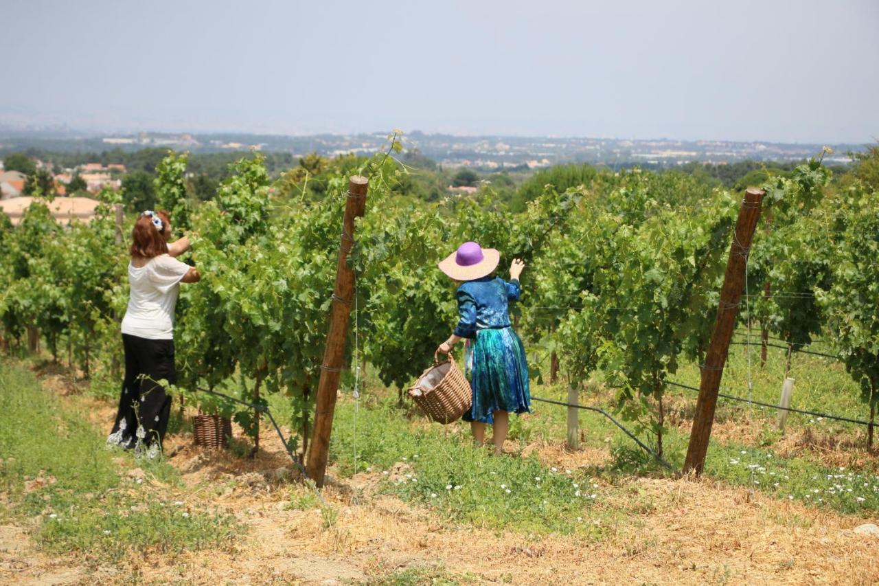 Quinta Da Chapeleira Em Azeitao 빌라 외부 사진